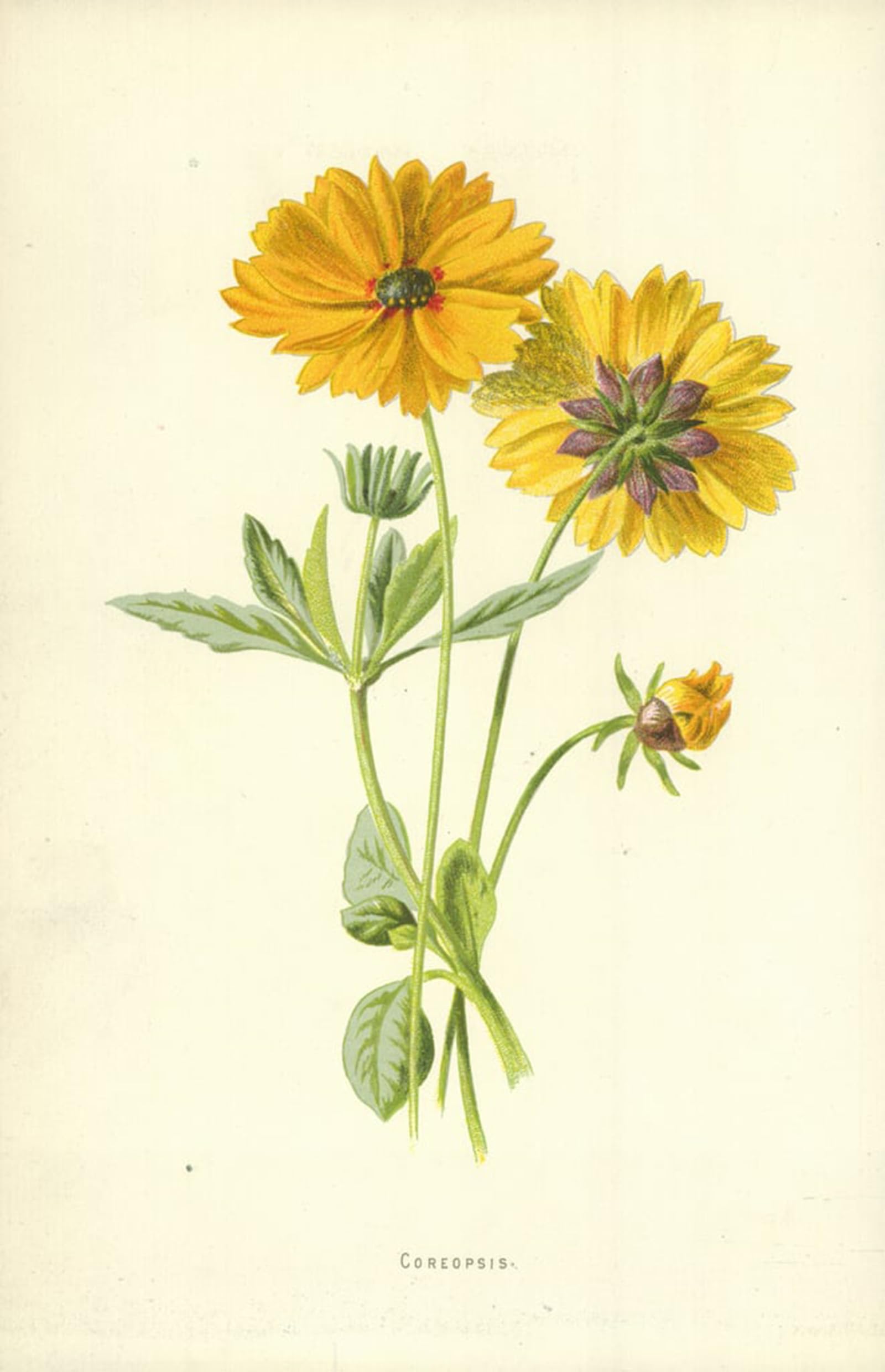 POSTERIIk Famous Modern Artwork Art Mural Coreopsis by Frederick Edward Hulme Oil Paintings Pictures for Home Decor 60x90cm