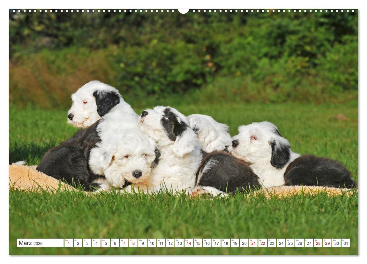In der Kinderstube bei Familie Bobtail (Wandkalender 2026 DIN A2 quer), CALVENDO Monatskalender: Einblicke in die Bobtail-Kinderstube auf 12 bezaubernden Bildern (CALVENDO Tiere)