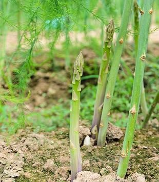100 Organic Mary Washington Asparagus Seeds Heirloom - Non-GMO - Always Fresh Seeds! - Planting Seeds for Home Vegetable Garden