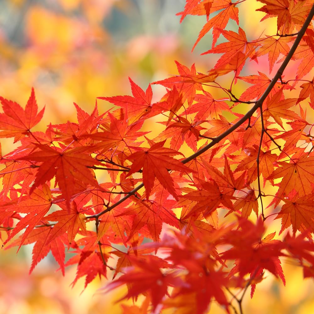 Amazon.co.jp: ITANSE モミジ 3号 2個セット 花木 植木 学名