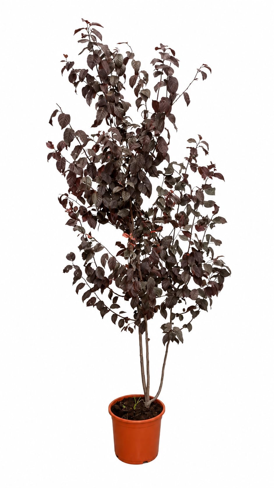 Blutpflaume Prunus cerasifera 'Pissardii' ca. 200 cm – Rotlaubiger Zierbaum, Zierpflaume mit rosa Blüte, winterhart, bienenfreundlich, Solitärbaum für Garten, Vorgarten & Allee