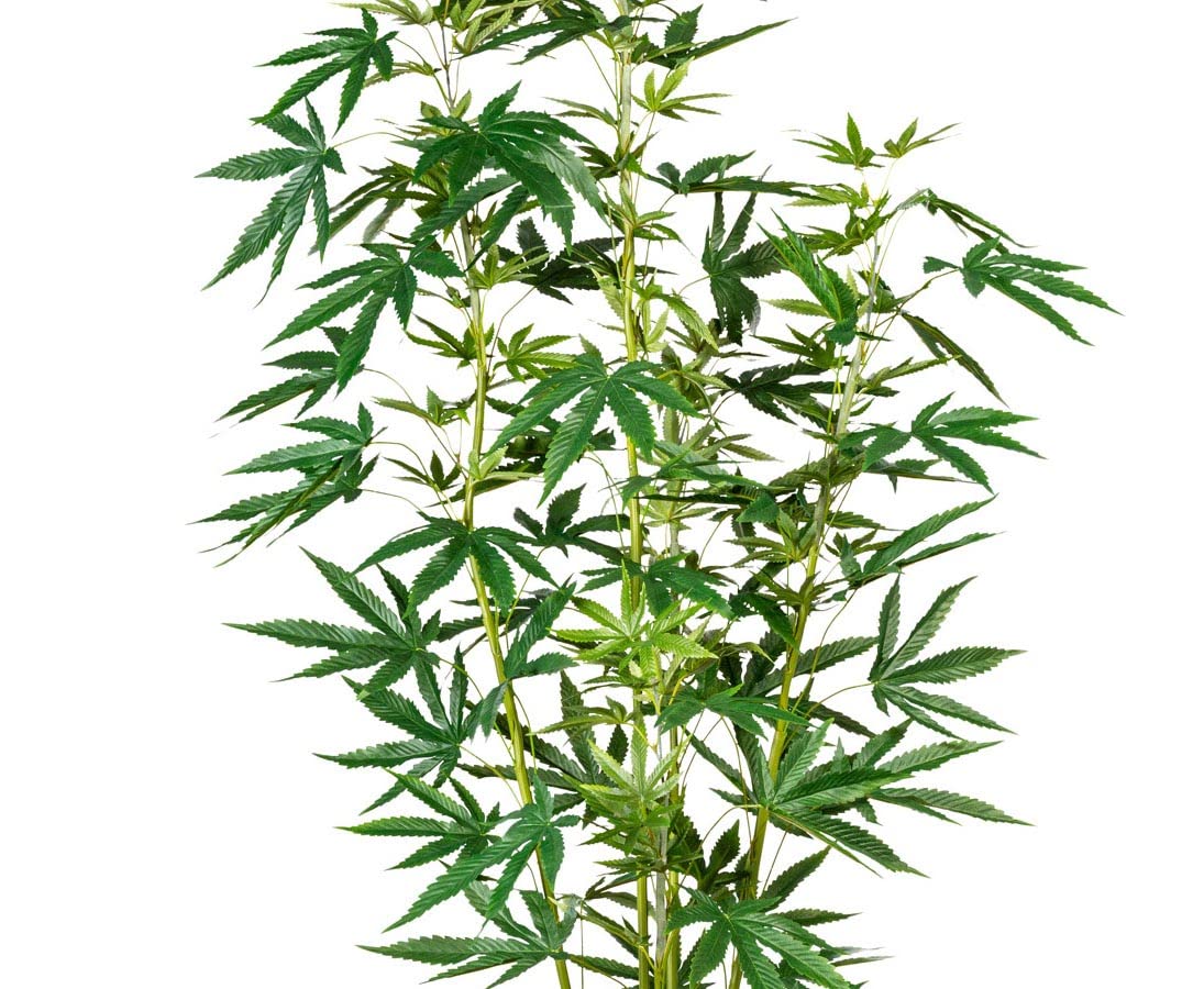 Amazon.de: bambussi Marijuana Hanf Kunstbaum 160cm mit 5 Zweigen und  Blttern im Topf