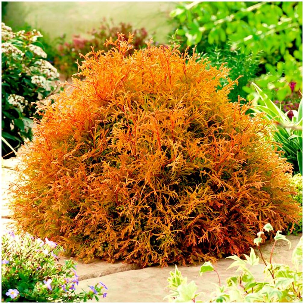 [2 Litre] Dwarf Conifer Thuja Occidentalis 'Rheingold' | Evergreen Shrub | Outdoor Garden Ready Plant