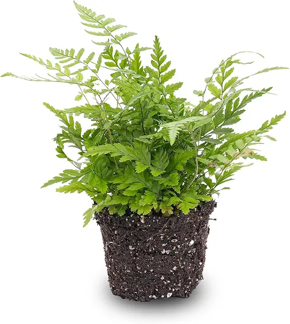 Helecho Athyrium spicatum - Planta de Terrario Ideal para Terrarios