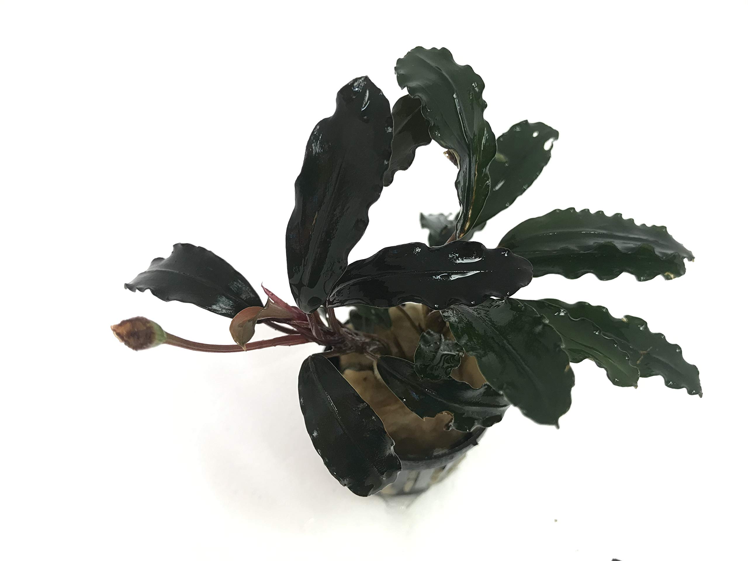 4 Bucephalandras surtidas, Planta de Borneo para acuarios.