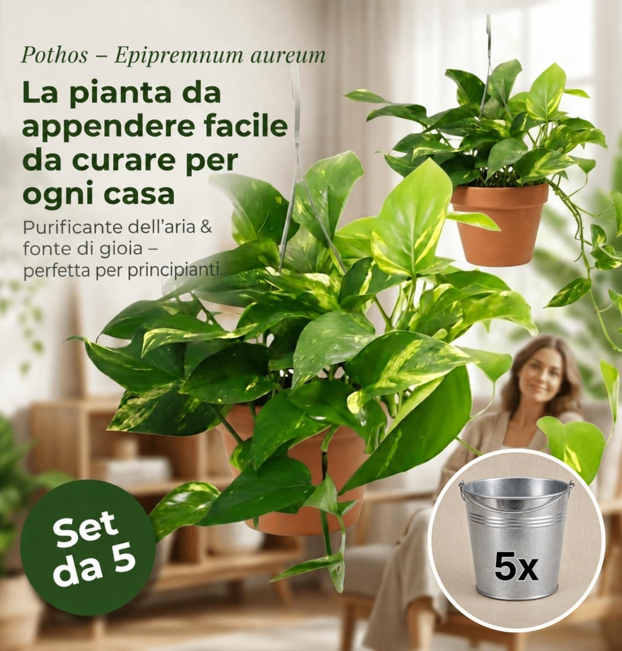 Pflanze Plus | Potos (Epipremnum aureum) | Lotto da 5 piante con vaso in zinco | Pianta da interno facile da curare