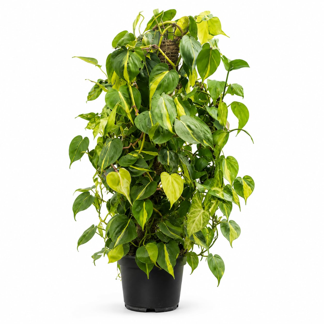 photinia-hecke 'red robin' giftig Glanzmispel Red Robin (Photinia x fraseri 'Red Robin') | 40-60 cm im Topf