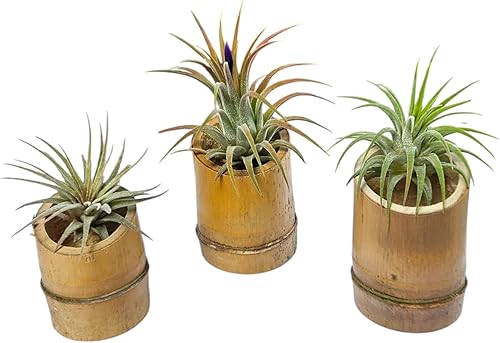 Miniatura 4 de It Blooms Rainforest Grown - Paquete de 3 plantas de aire Ionantha de varios tamaños, Tillandsia viva, de 1 a 3 pulgadas