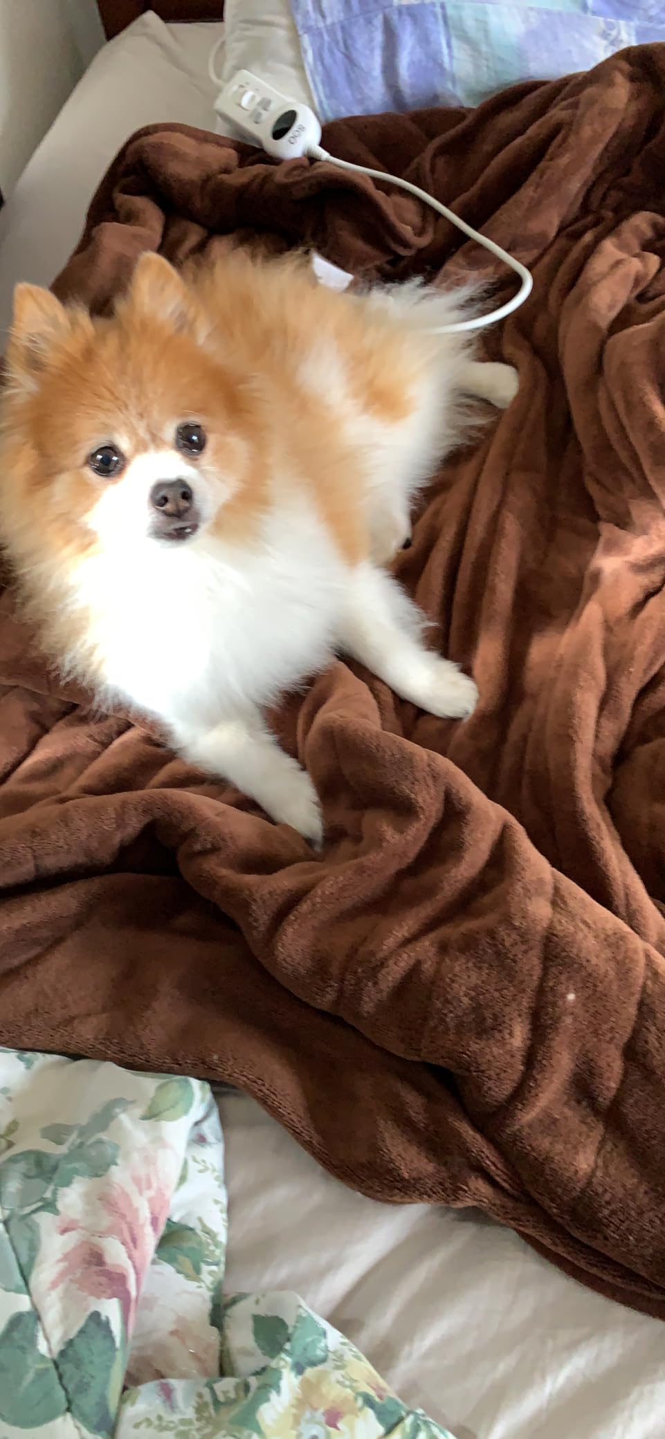 SOQ Electric Heated Throw Rug Snuggle Blanket 9 Smart Heat Settings