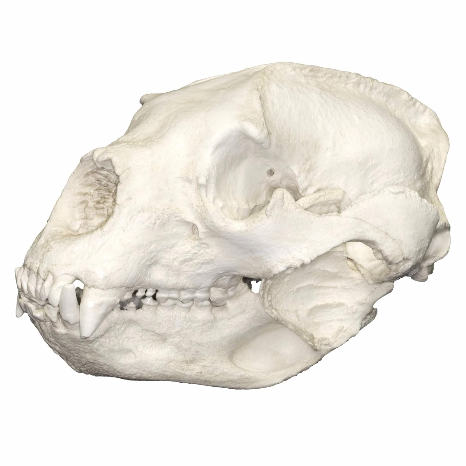 Spectacled Bear Skull (Teaching Quality Replica)