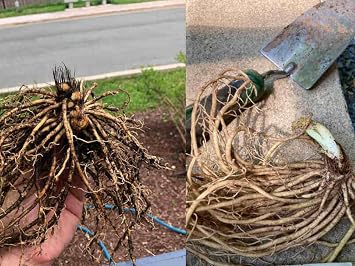 Mixed Hosta: A Variety of Leafy perennials, a Colorful Selection for Shady Gardens/That Grow Fast/Golden Jade Carving-6 Roots-B
