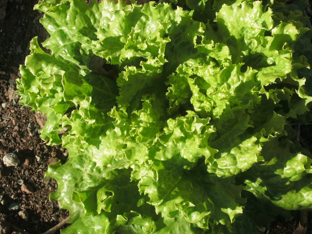 10 Packages of Mixed Salad Green Seeds (Value Pack) Per