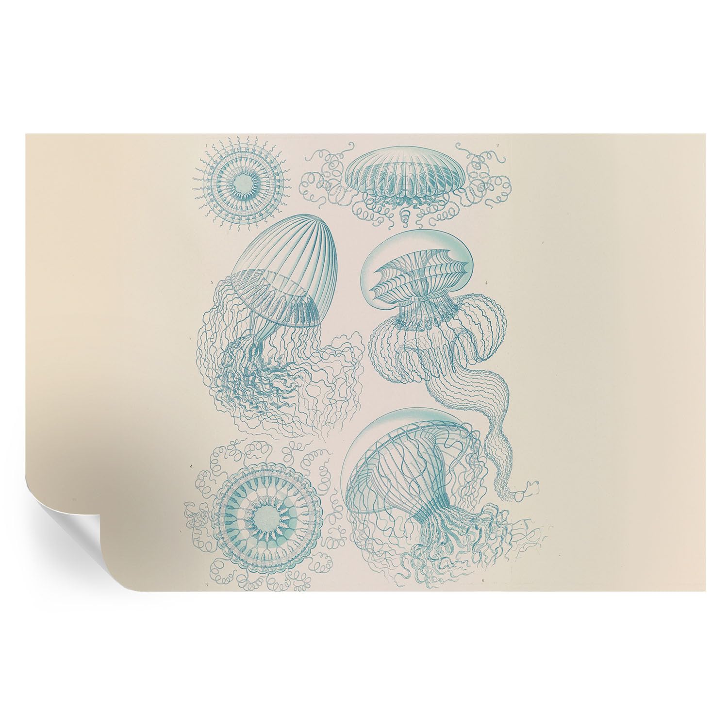Vinilos murales autoadhesivos de medusas 104x70 cm para decoración