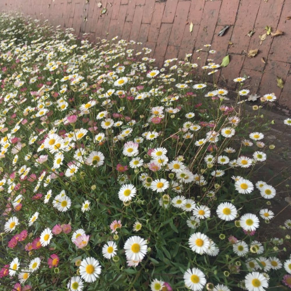 Erigeron karvinskianus Mexican Fleabane Hardy Perennial - Continuous Blooms, Ideal Groundcover – 1x 3 Litre Potted Plant by Thompson & Morgan