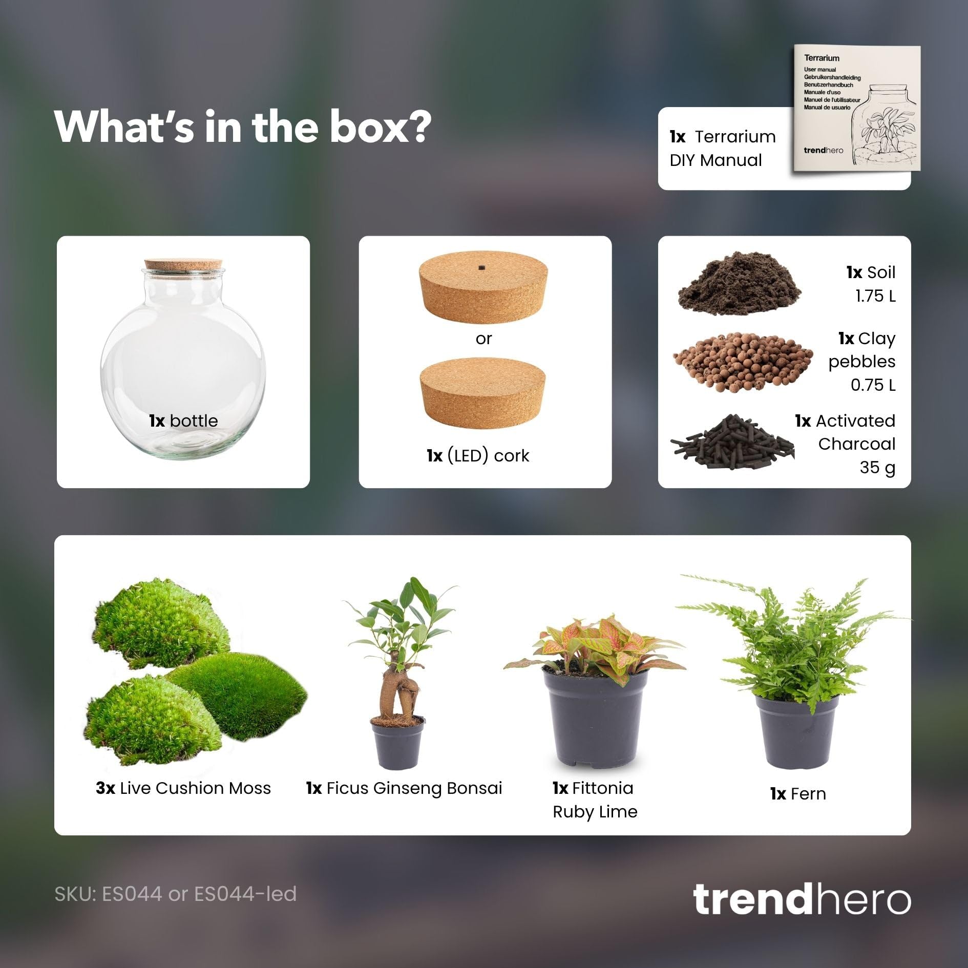 Bolder Bob Kit DIY Terrarium Écosystème avec Plantes 30 cm