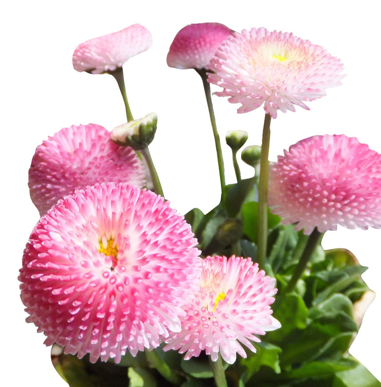 See full amazon price history chart for Golden Hills Farm (AVG 300-3000) seeds Little Daisy Flower Seeds Golden Hills Farm (AVG 300-3000) seeds Little Daisy Flower Seeds (B085S7ZDXB) Amazon Price History, Amazon Price Tracker