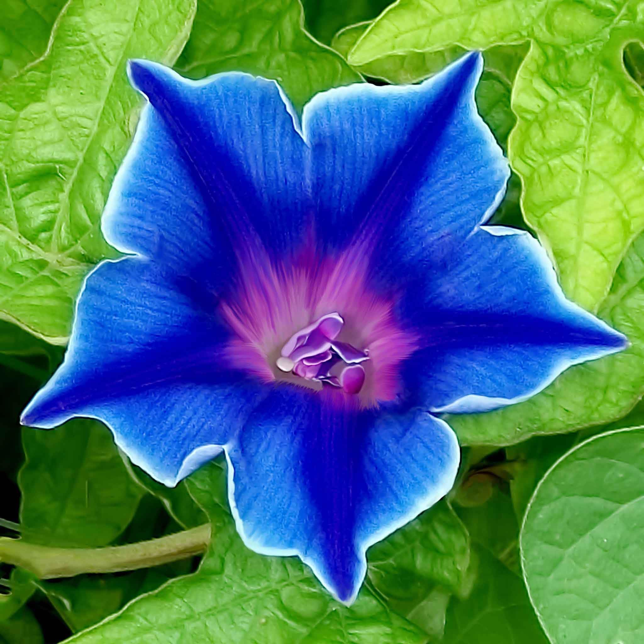Amazon.com : Eden Brothers Morning Glory Seeds - Blue Picotee, Non