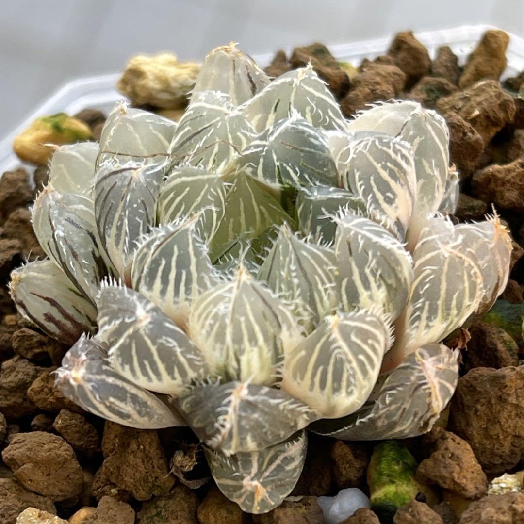 多肉植物 ハオルチア 秋祭り錦糊斑 美品 Amazon.co.jp: ハオルチア ハオルシア 多肉植物 秋祭り錦 糊斑 完璧株