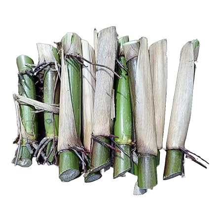 N.G.M.AGROCARE Water King Napier/Bangladesh Ojana Hybrid Napier Grass Stick (Pack Of 200 Grass Stick)