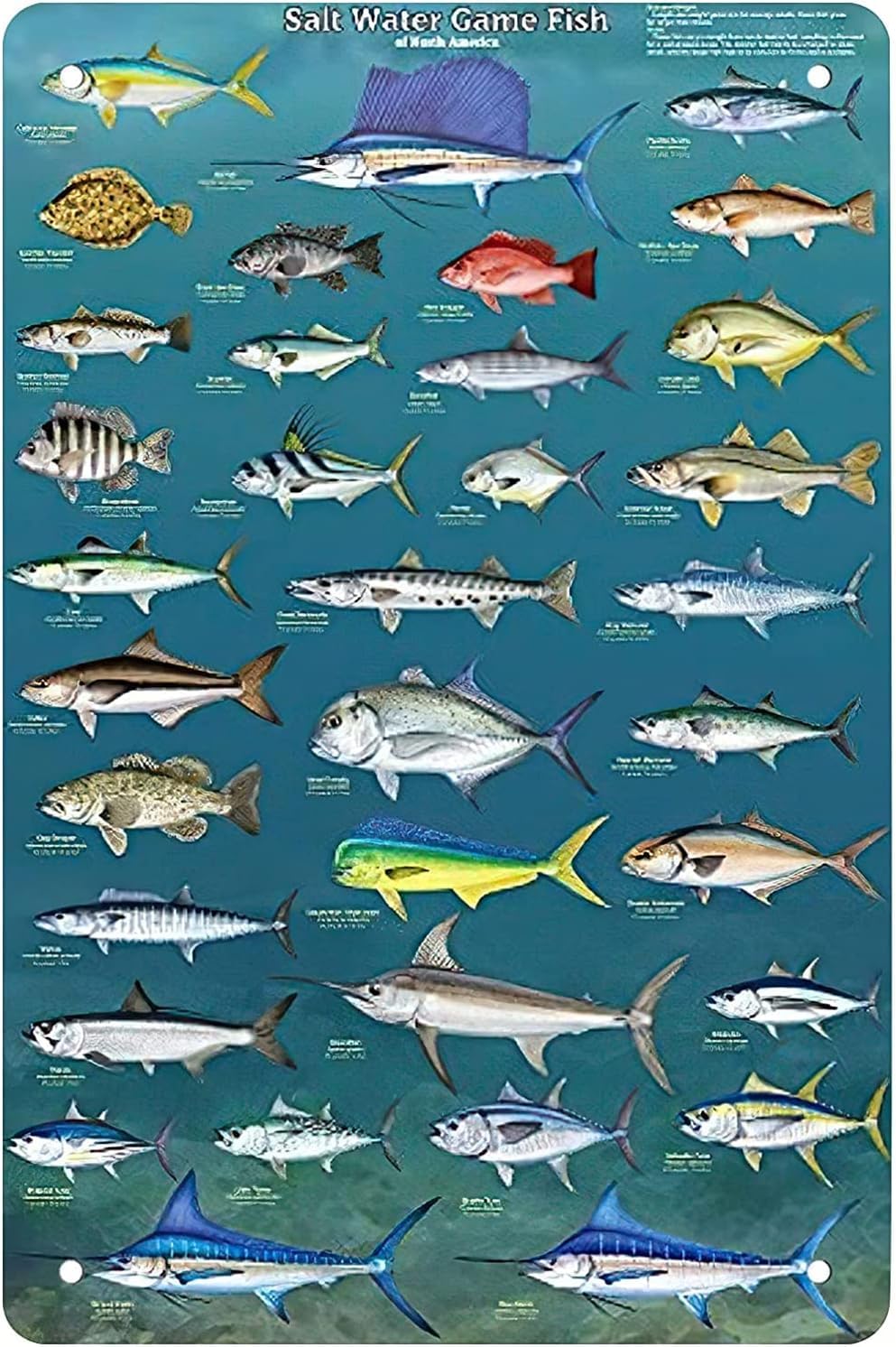 Salt Water Game Fish Of North America Knowledge Vintage Metal Tin Sign Art Plaque Metal Tin Sign 8X12 Inch