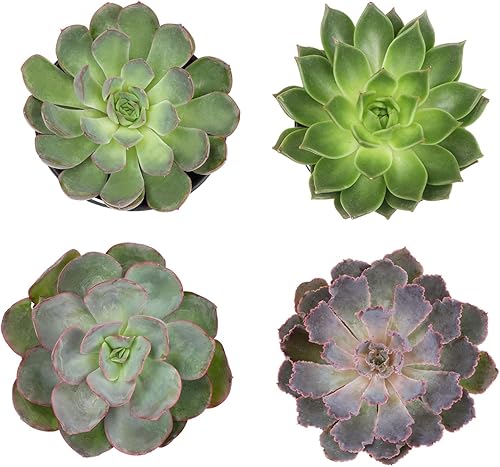 Miniatura 3 de Suculentas Echeveria de 1 cuarto de galón, 4 unidades, suculentas vivas recuerdos de fiesta en macetas suculentas, plantas suculentas vivas plantas