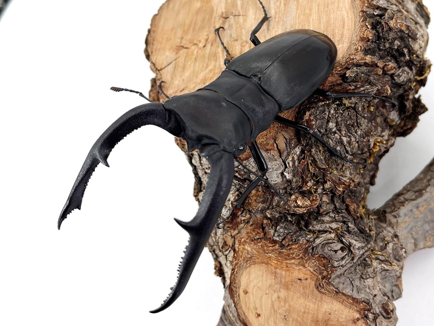 Amazon | インドネシア便/天然個体【DDA】マンディブラリスフタマタ