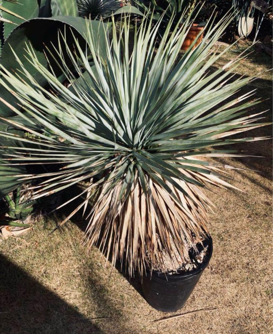 耐寒性ユッカロストラータ幹立ちメキシコブルー◇ワイルド株ドライ