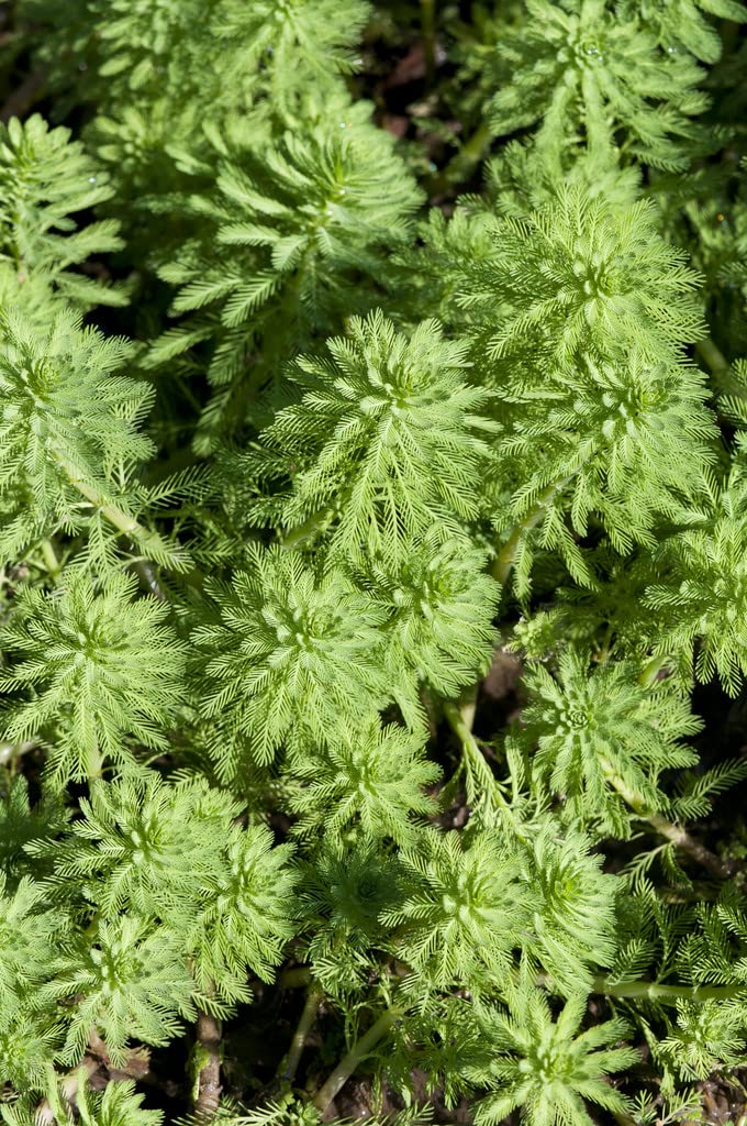 Bloomique - Set de 2 - Myriophyllum ‘Red Stem’ - Milhojas acuático - Plantas de estanque - Acuáticas - Resistente al frío - Altura 10-20 cm - Maceta 11 cm