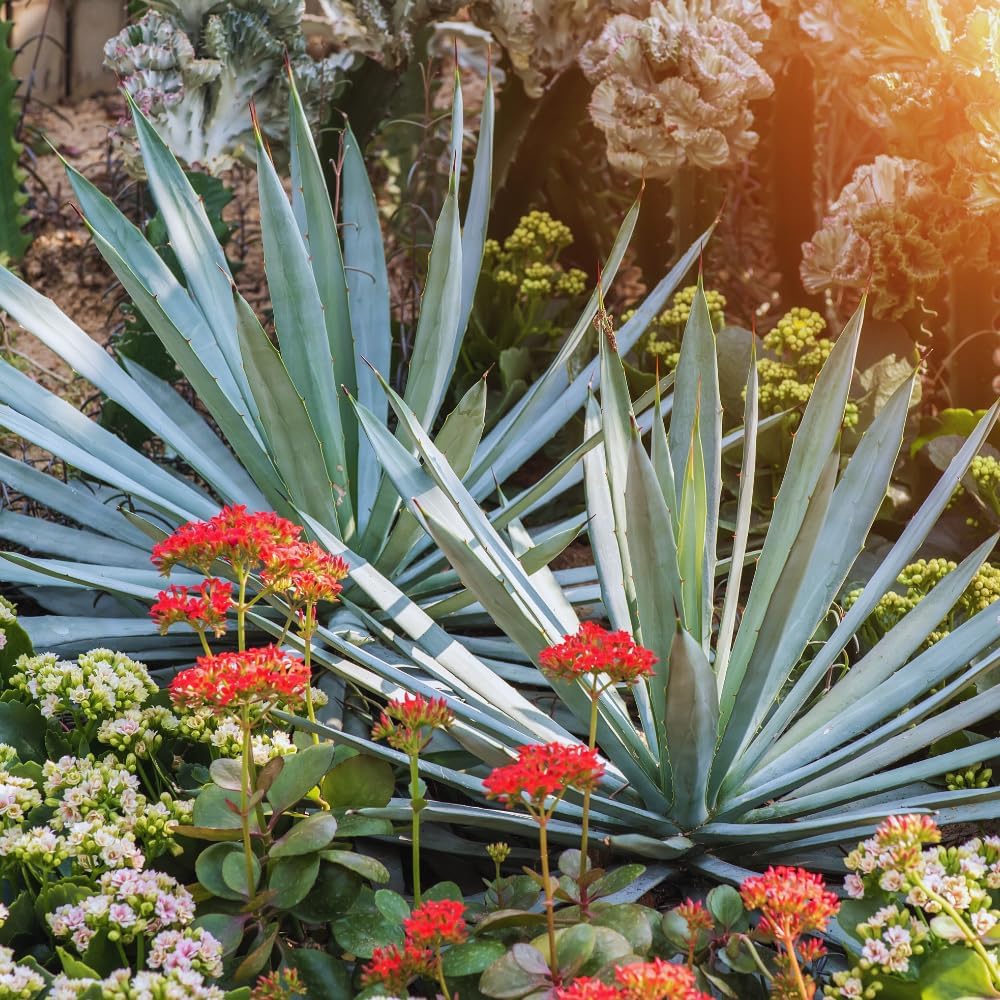 Agave Plant, Blue Agave Plant Live, Succulent Plants for Home Decor, 1.5-2 Feet Tall, 3 Gallon Pot, Outdoor Gardening