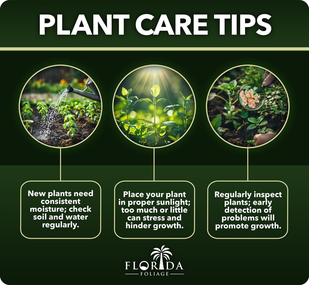 Red Maple | 2 Large Trade Gallon Size Plants | Acer Rubrum | Fast Growing, Beautiful Fall Foliage, Shade Tree, Low Maintenance, Ideal for Landscaping, Stunning Red Leaves, Hardy and Versatile