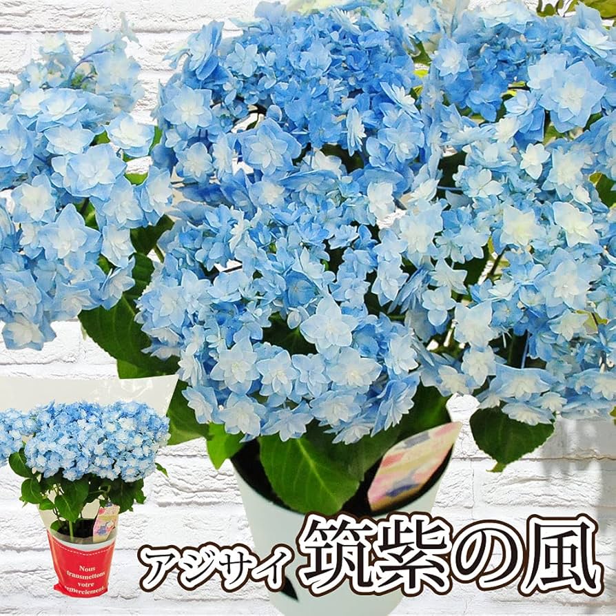 じろちゃんアジサイ　筑紫の風5号　ふわり6号銀河5号 3鉢セット アジサイ：筑紫の風（ちくしのかぜ）5号鉢植え** の通販 | 園芸