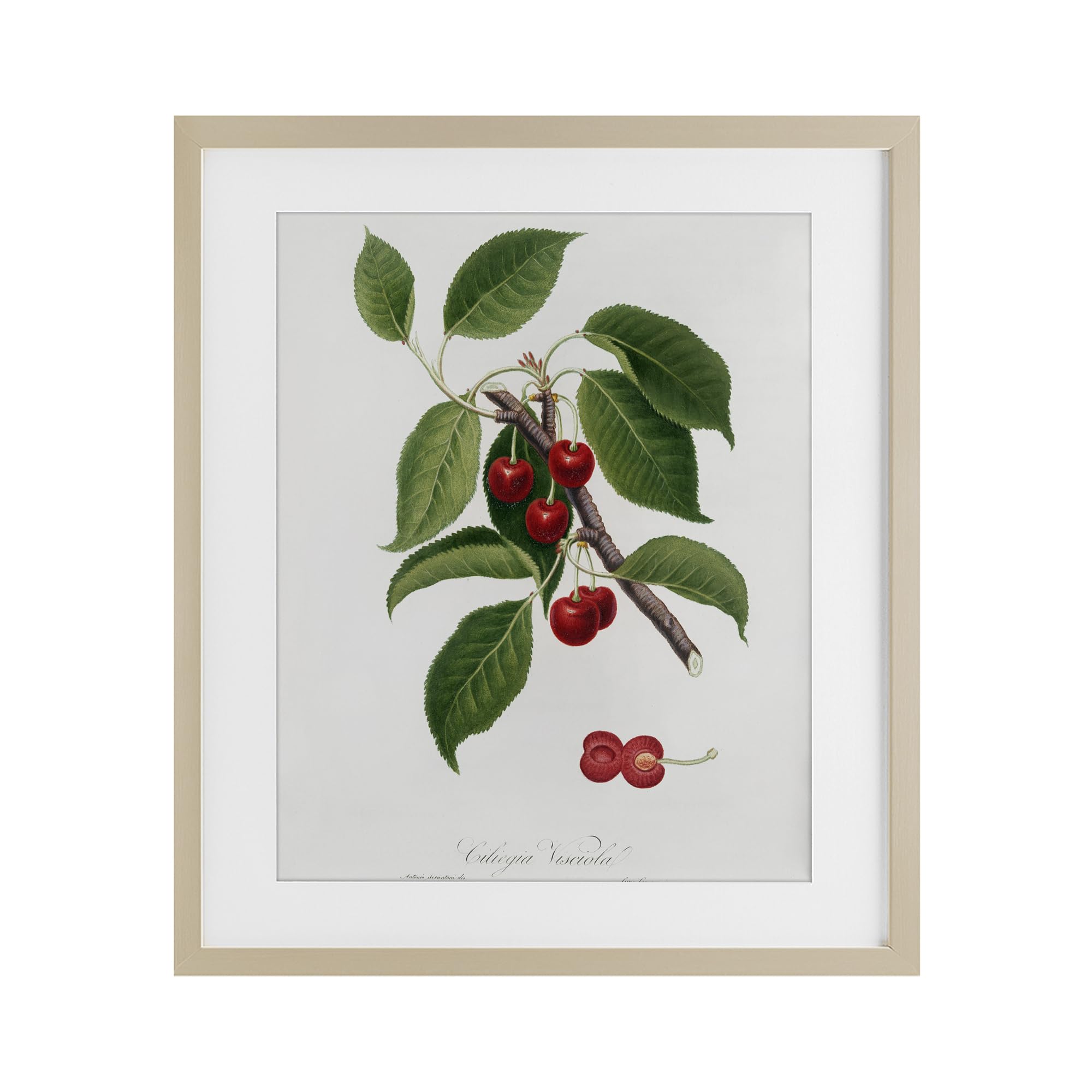 Affiche latine bouleau cerisier Stupell cadre verre 53x43cm