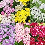 1000+Perennial Mixed Yarrow Flowers Seeds for Planting Outdoor Garden, Non-GMO,Heirloom