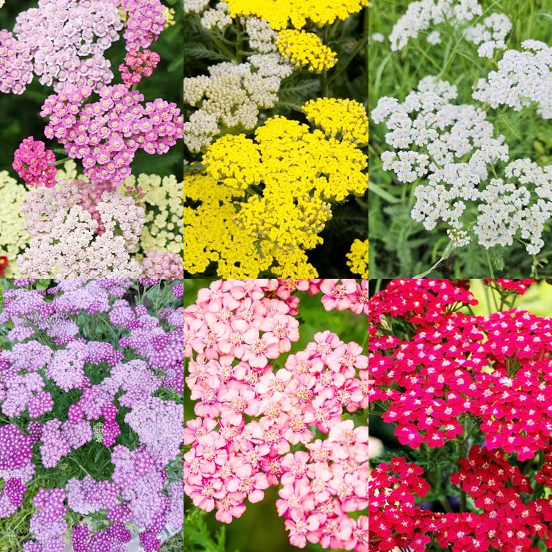 1000+Perennial Mixed Yarrow Flowers Seeds for Planting Outdoor Garden, Non-GMO,Heirloom