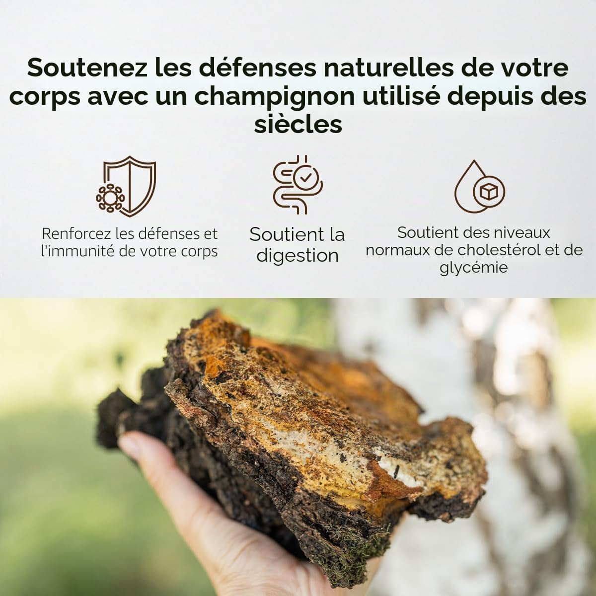 Chaga 8000 mg – 180 Gélules – 30% Polysaccharides Bioactifs – Double Extrait du Corps Fructifère Fortement Dosé – Récolté à l’État Sauvage sur Bouleaux d’Europe du Nord – Ambervit