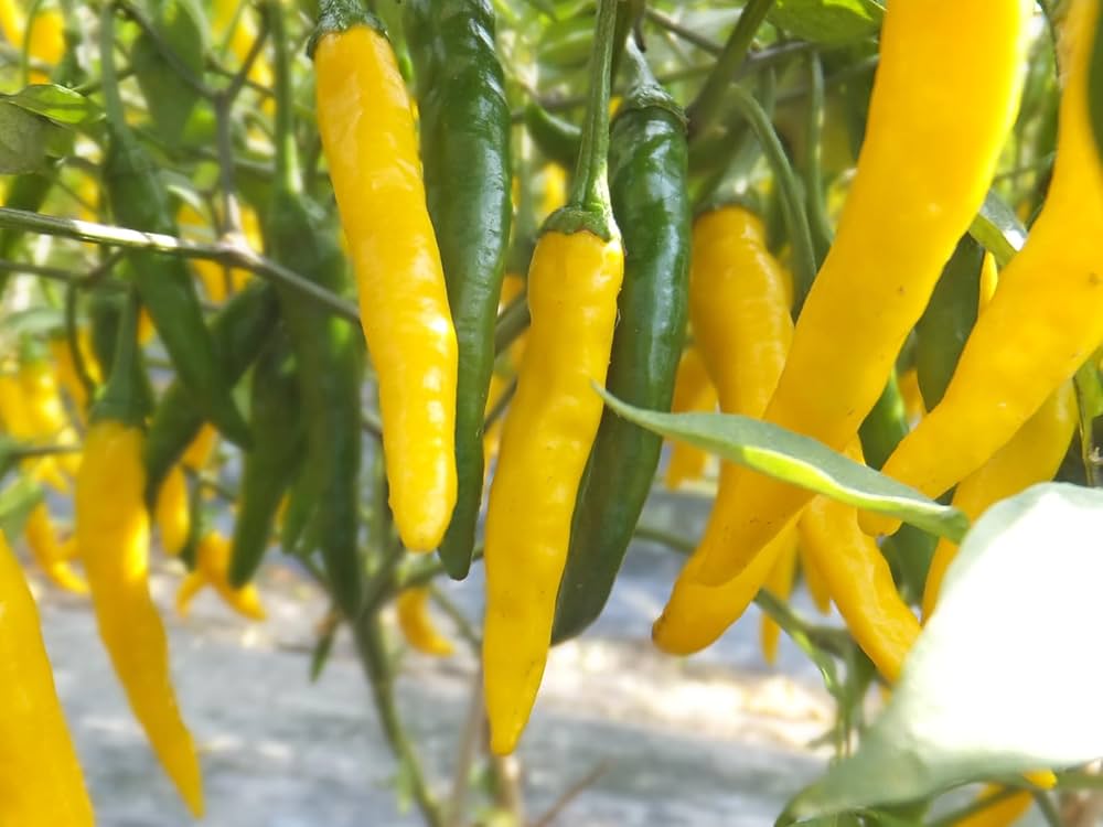 71npHteyoqL._AC_UF1000,