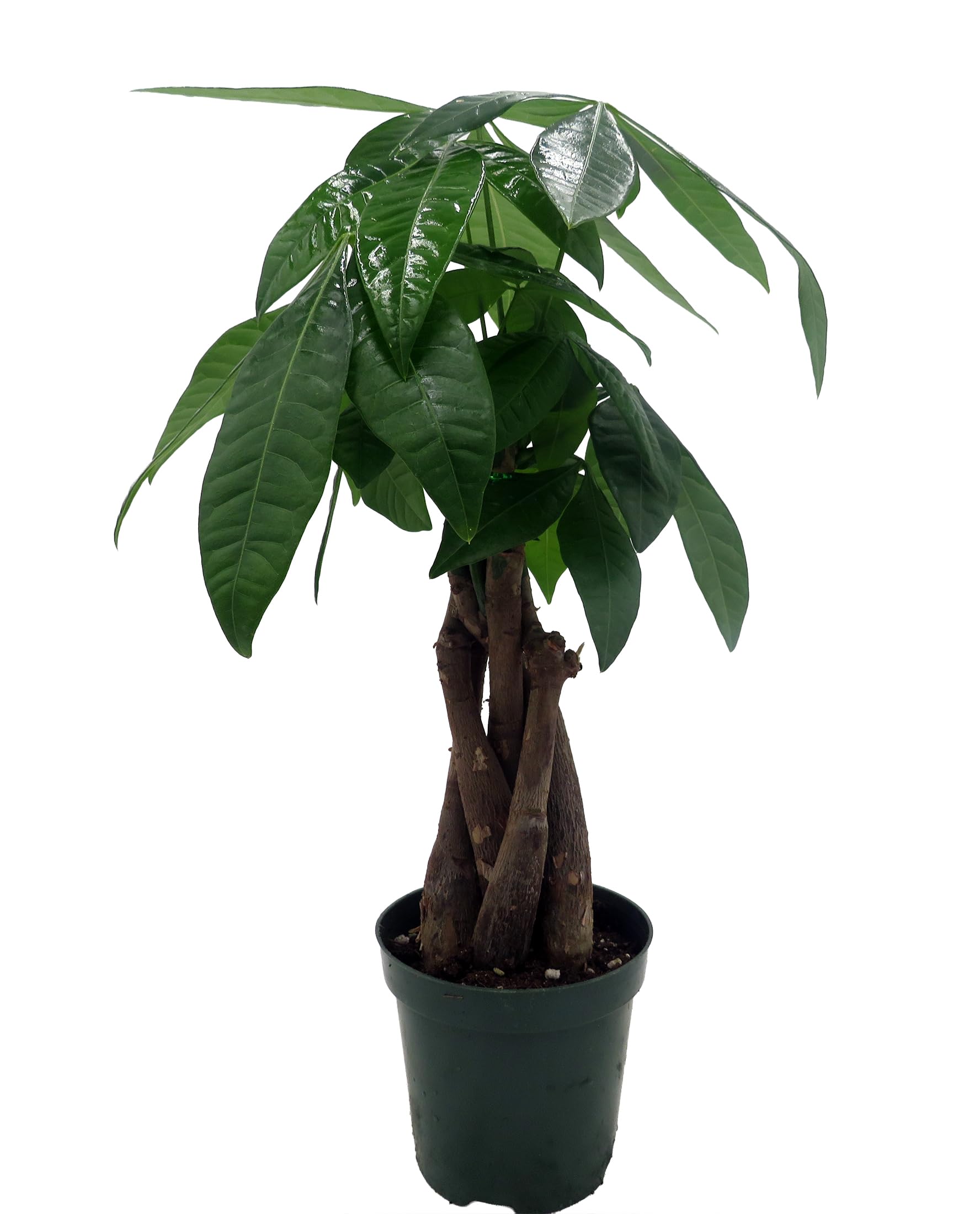 Amazon.com : Twisted Money Tree - Pachira - 4" Pot - Easy House Plant -  Trending : Patio, Lawn & Garden