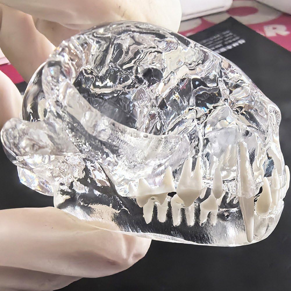 Modelo Dental De Gato con Cráneo Transparente, Modelo De Dientes Orales, Modelo Anatómico para Clínica Veterinaria Canina, Educación, Decoración, Demostración