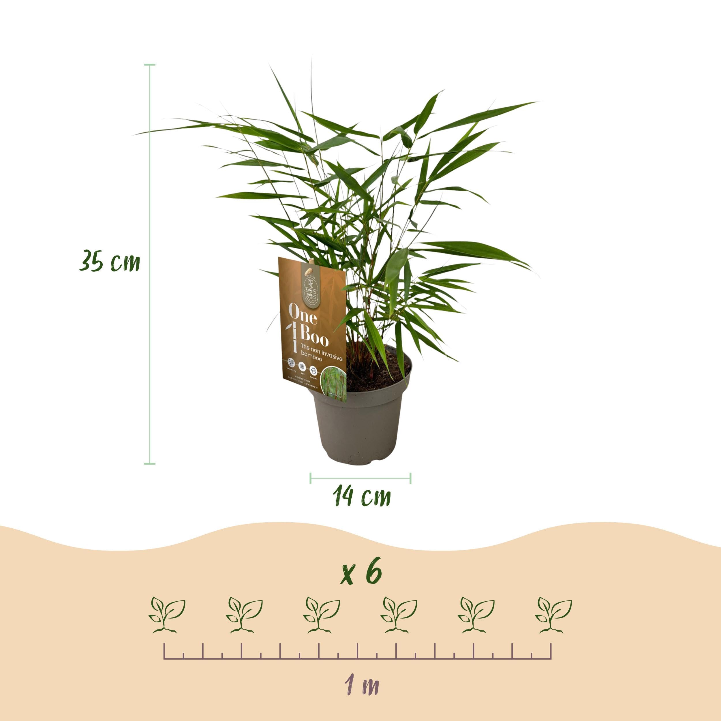 Bambus - Fargesia Asian Wonder - Zimozielony - Nierotujący - Zielony - 6 roślin - 25-35cm - Ø14cm - Roślina ogrodowa
