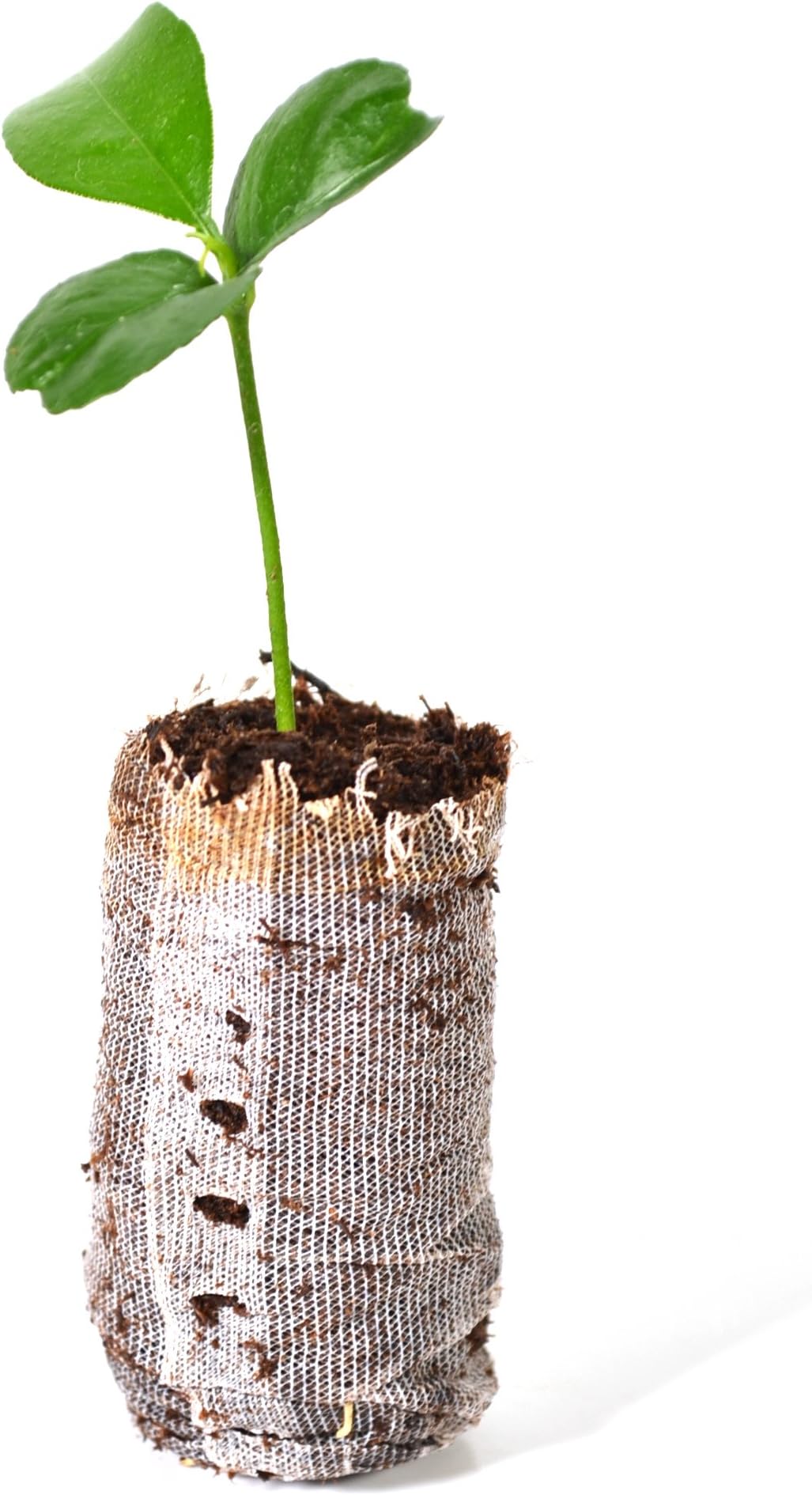 TreesAgain Honey Tangerine Tree - Citrus reticulata 'Murcott' - Starter Plug (See State Restrictions)
