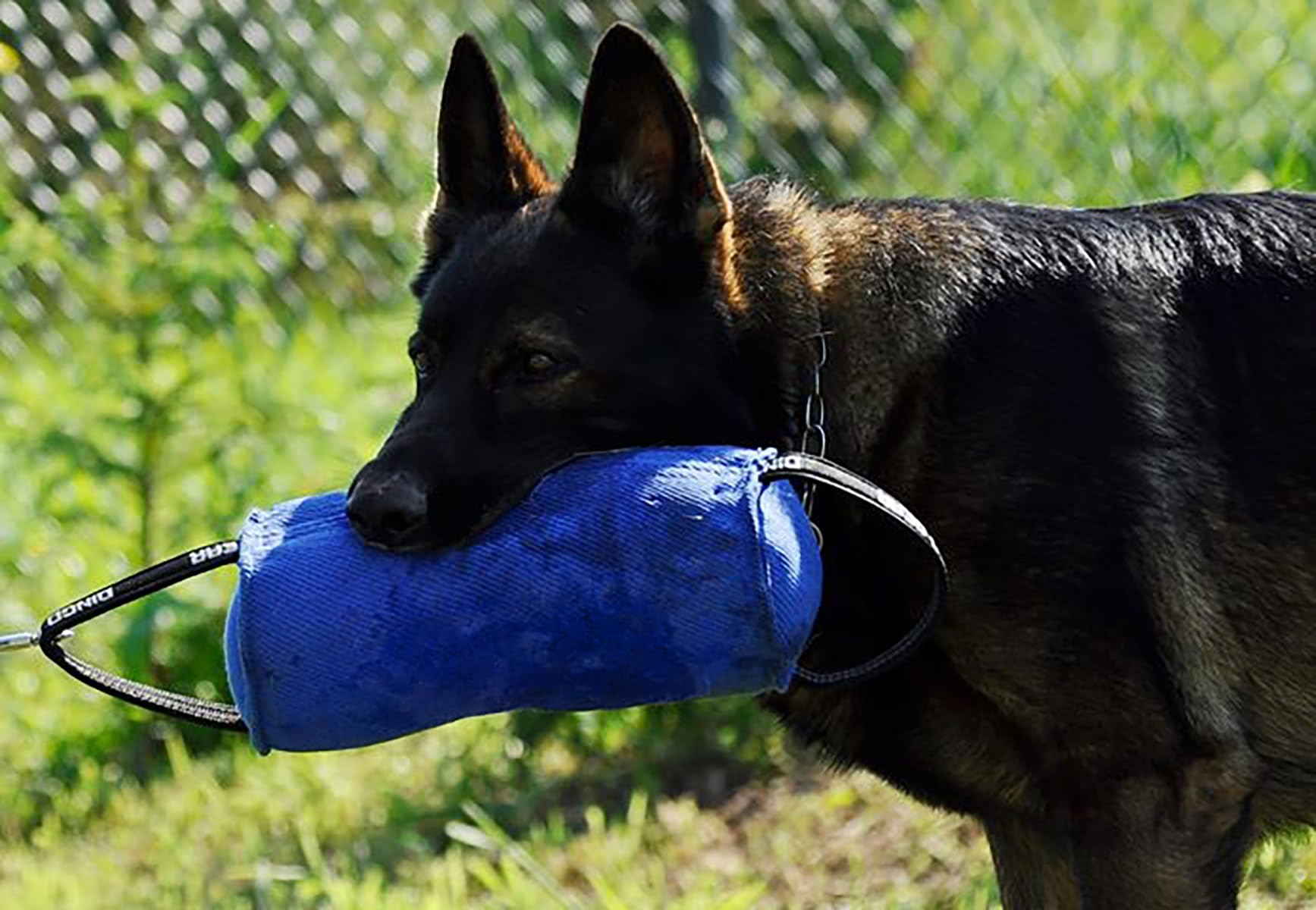 DINGO GEAR Berta Tug Toy a forma di caramella per addestramento al morso, IGP, Fetch, Prey Drive, obbedienza, sport per cani, rimorchiatore in materiale francese con 2 manici, blu (S00097)