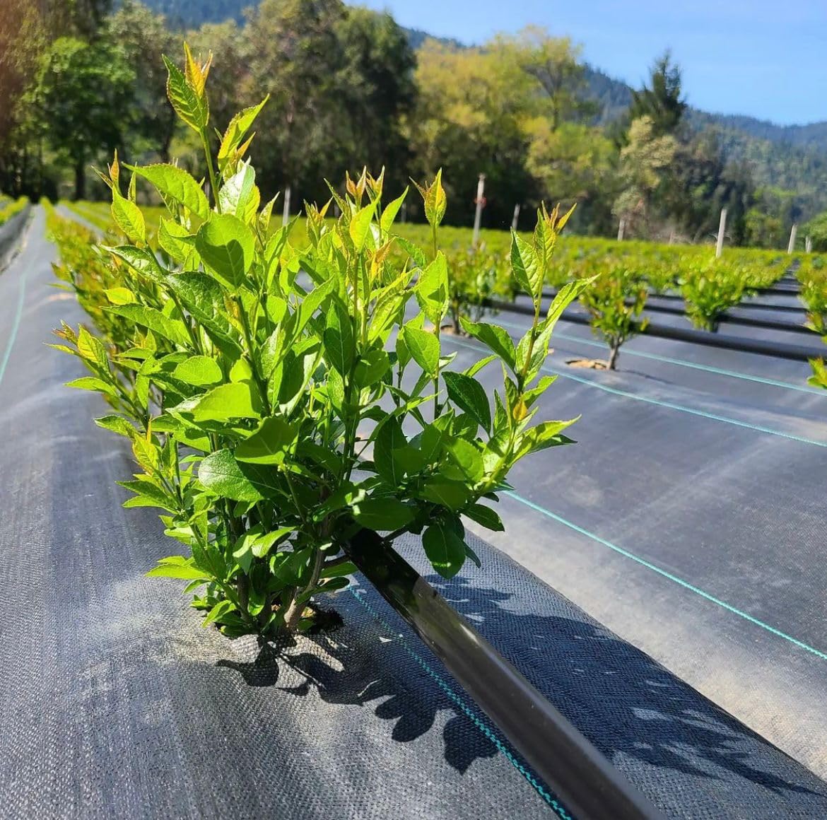 Siddhi Weed Mat 1.5 Meter x 100 Meter 110 GSM Ground Cover (5 feet x 100 Meter)-image-5