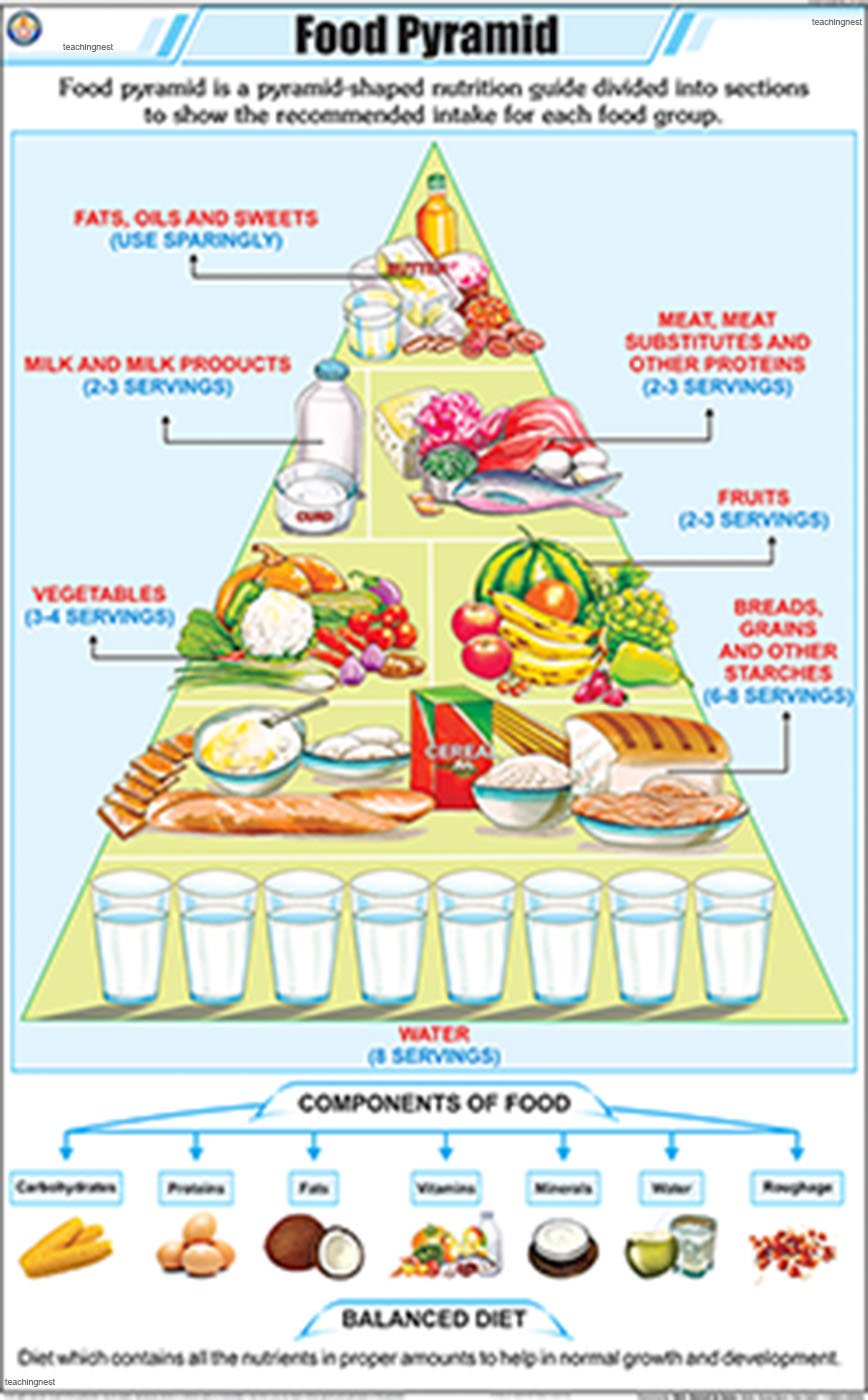 Buy STG32 TeachingNest Food Pyramid Chart (58x90cm) English Food Chart Science
