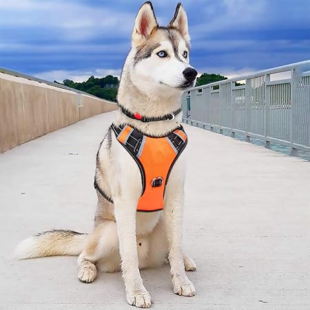 husky harness amazon