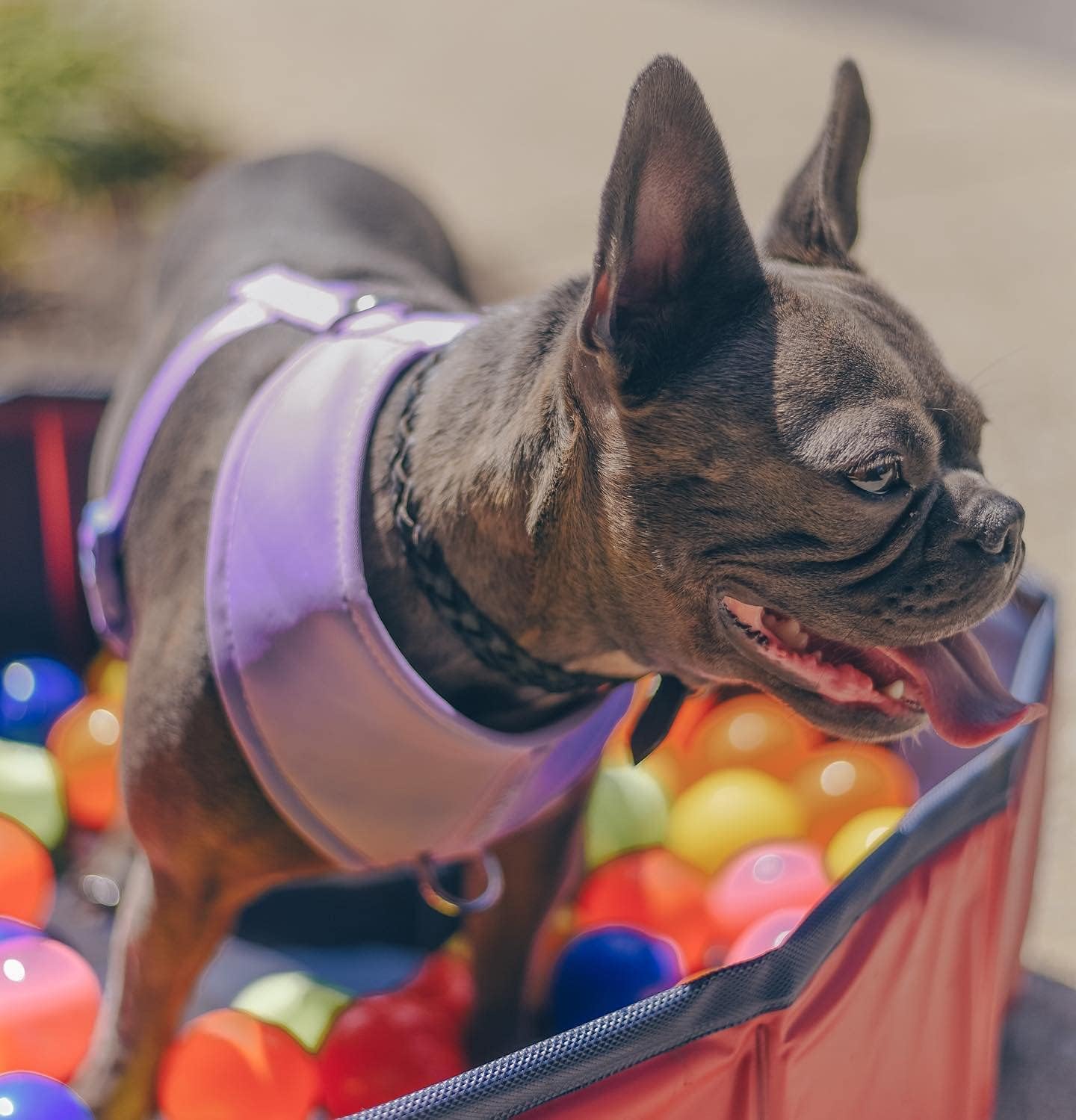 Premium Lavender Dog No Pull Harness Purple Neoprene Silver Hardware Reflective Adjustable Sport Breathable Lightweight Pet Sale Neutral Unisex (L: Neck=16''/Chest=20-28'')