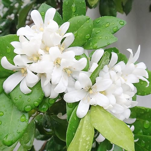 Miniatura 6 de YEGAOL Garden - Semillas de jessamina naranja y jazmín de Murraya Paniculata atrae a abejas pájaros y mariposas contenedor de hoja perenne perfumado