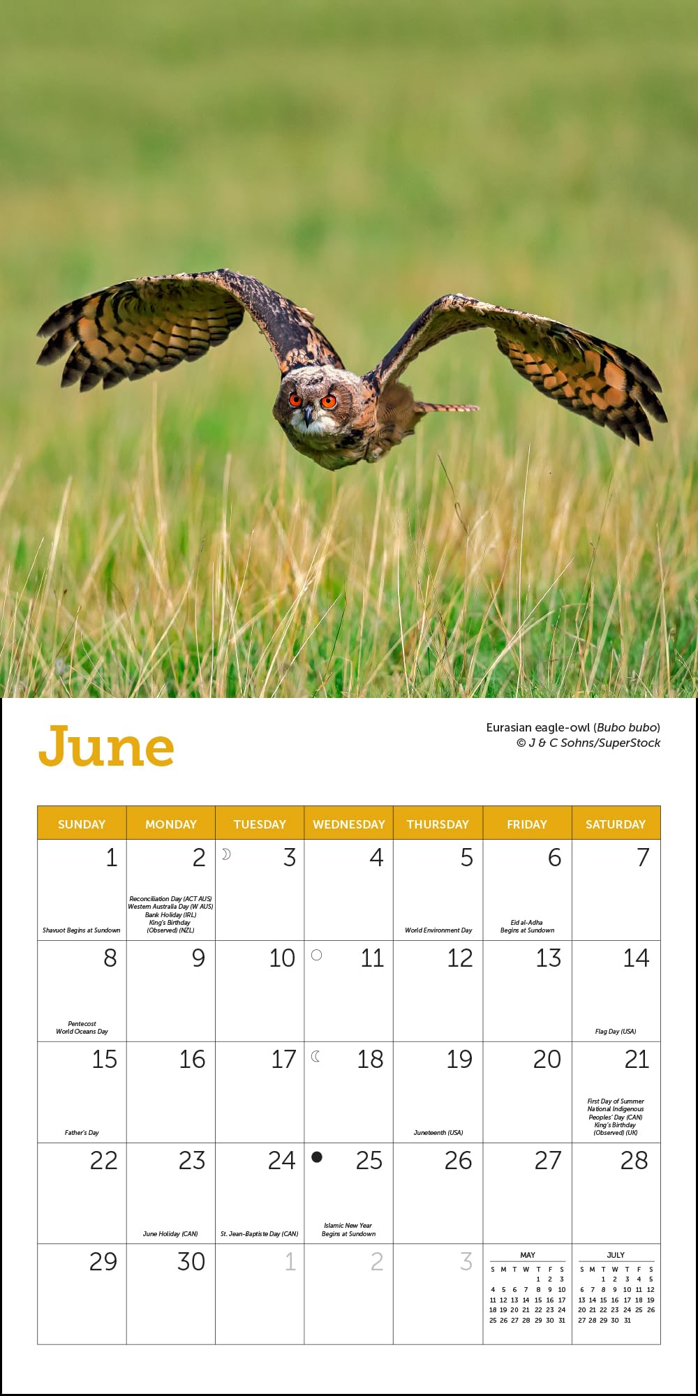 amazon-com-owls-mini-wall-calendar-2025-7-x-7-office-products