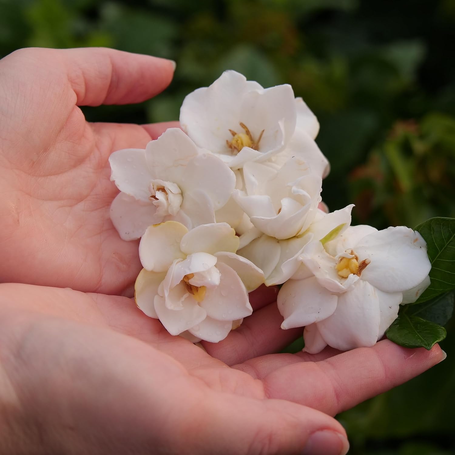 Proven Winners Steady as She Goes Gardenia (Gardenia jasminoides) Live Plant, 4.5" Qt, 4 Pack
