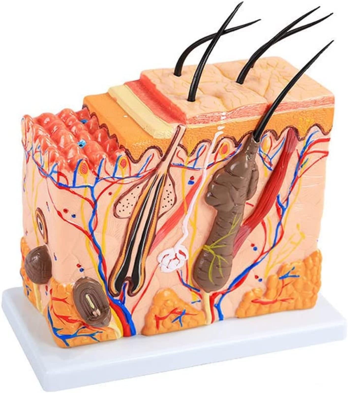 Anatomiczny Model Skóry Ludzkiej, Model Blokowy 3D Skóry Ludzkiej, Anatomia, Medycyna Dla Biologii, Chirurgia Plastyczna, Materiały Dydaktyczne, Wymagania Laboratoryjne