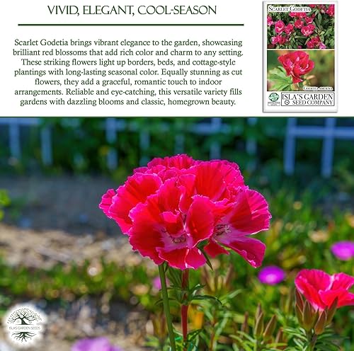 Miniatura 4 de Semillas de flores Scarlet Godetia – Más de 1500 semillas de flores altas cortadas por paquete, semillas de jardín de Isla, semillas sin OMG y